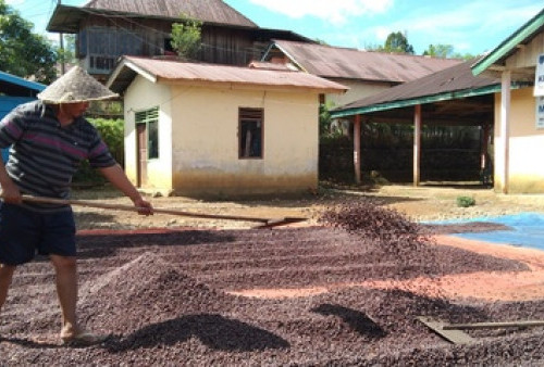 Petani Mengeluh Harga Kopi Turun di Desa Lawang Agung