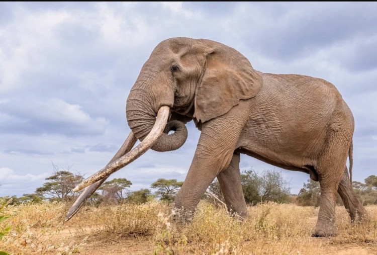 Kematian Gajah Super Tusk Craig Jadi Simbol Sukses Konservasi Kenya