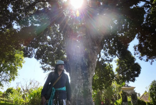 Menengok Pohon Leci yang Ditanam Bung Karno di Puri Tampaksiring
