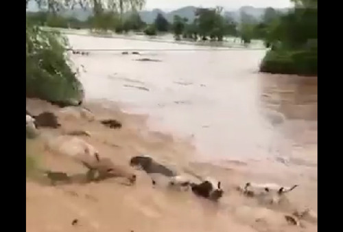 Banjir Bandang Tewaskan 550 Orang di Pakistan, Puluhan Ribu Rumah Rusak dan Putuskan Jalur Transportasi