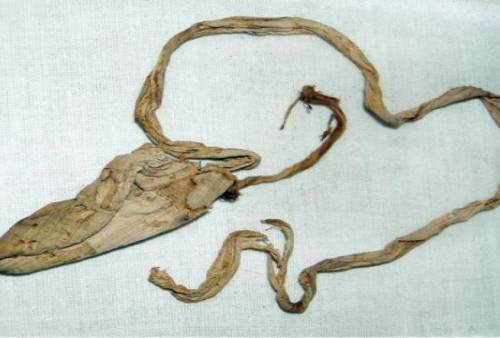 Arkeolog Ungkap Fakta Mengejutkan dari Kondom di Makam Firaun, Ada Campuran Kotoran Buaya?