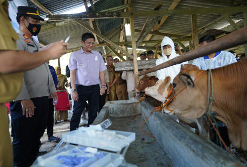 Bupati Enos Tinjau Vaksin PMK dan Tanam Cabai