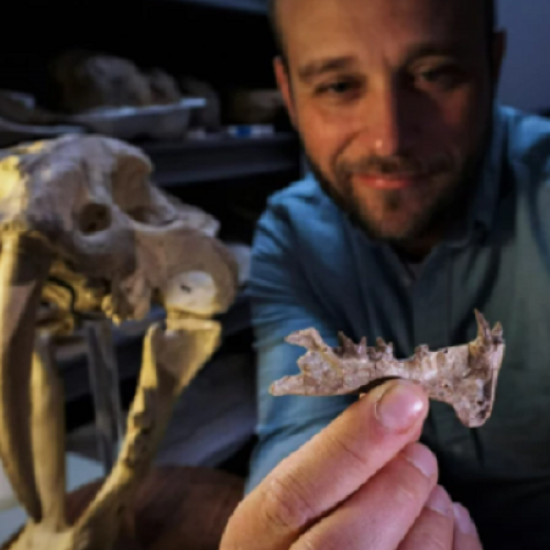 Wow! Ditemukan Fosil dari Salah Satu Mamalia Bergigi Pedang Pertama di Dunia