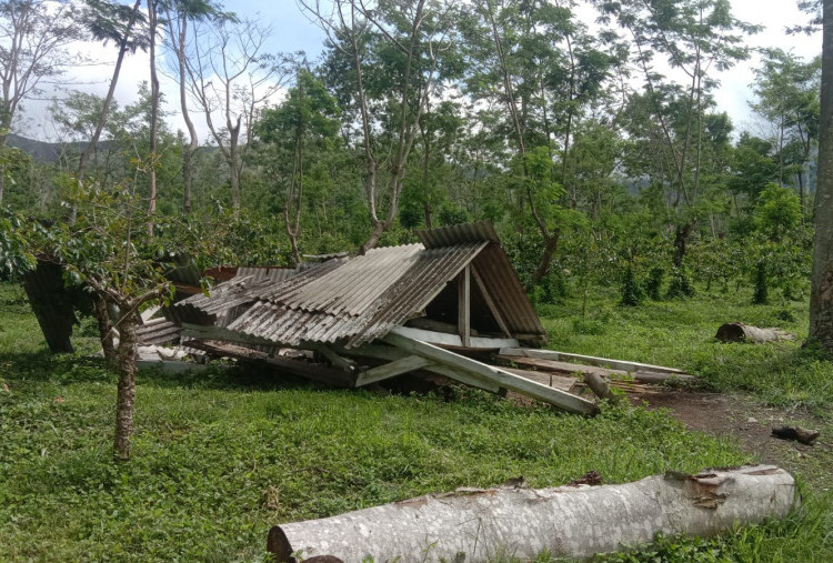 3.500 Pekerja Terdampak Pengrusakan Kebun Ijen, PTPN I Regional 5 Dukung Penegakan Hukum