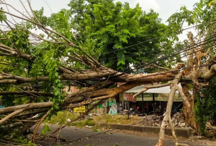 Sidoarjo Dilanda Hujan Es dan Angin Kencang, Banyak Pohon Tumbang hingga Tiang Listrik Ambruk