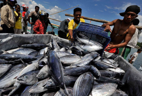 Stok Ikan Selama Ramadan hingga Lebaran Surplus o,36 Juta Ton