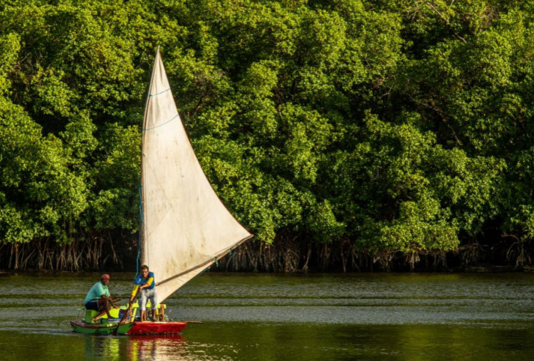 Tanggal 26 Juli 2025 Memperingati Hari Mangrove Sedunia, Begini Sejarah dan Peran Sang Benteng Pesisir