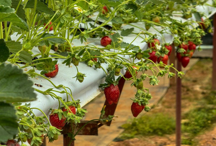 Rahasia Manis Stroberi Hidroponik di Dataran Rendah