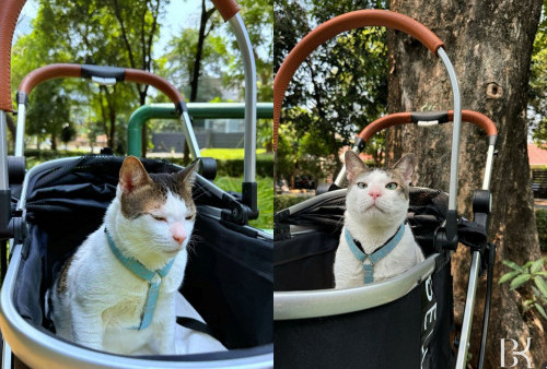 Cat Lovers! Prabowo Boyong Bobby Kertanegara Pakai Stroller, Kucing Kesayangan Jadi Penghuni Istana