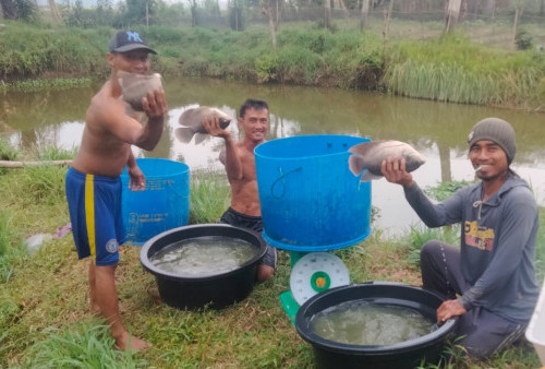 Usaha Ternak Ikan Gurame Cukup Menguntungkan 