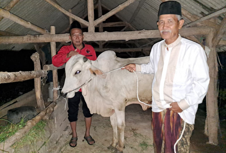 PDI Perjuangan Jatim Salurkan 468 Sapi Kurban, Tuban Terima Dua Ekor untuk Masjid dan Musholla