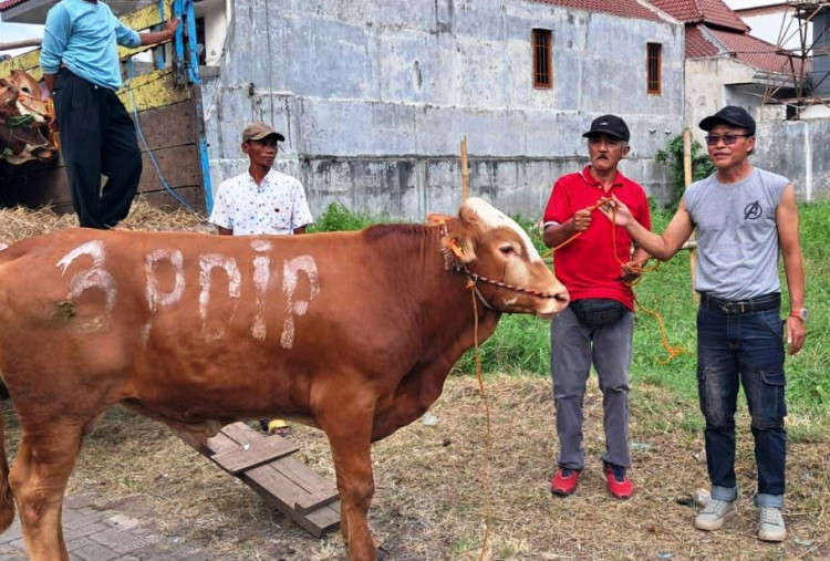 Semangat Pengorbanan dan Kebersamaan, PDIP Jatim Bagikan 468 Sapi Kurban