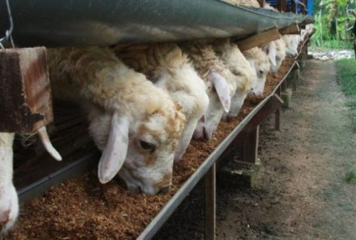 List Harga Domba Untuk Kurban di Kota Bandung