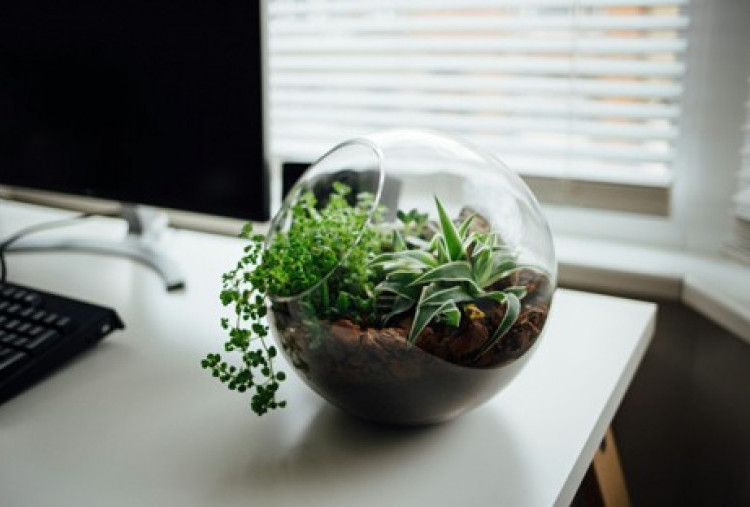 Terrarium Mini, Dekorasi Meja Kerja yang Kian Diminati