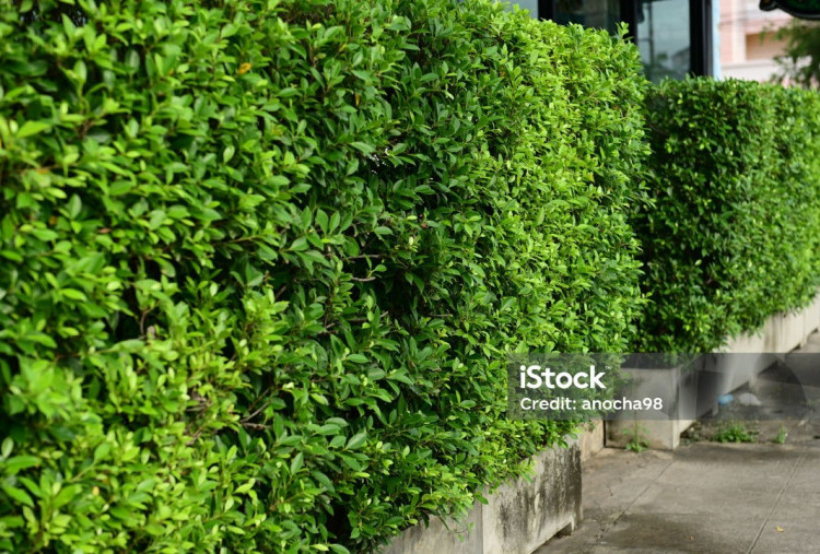 Daftar 10 Tanaman Pagar Hidup yang Cantik, Rindang, dan Mudah Dirawat