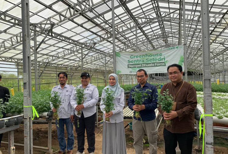 Panen Raya Seledri Hidroponik, UPZDK PermataBank Syariah Bersama Dompet Dhuafa Dorong Kemandirian Ekonomi