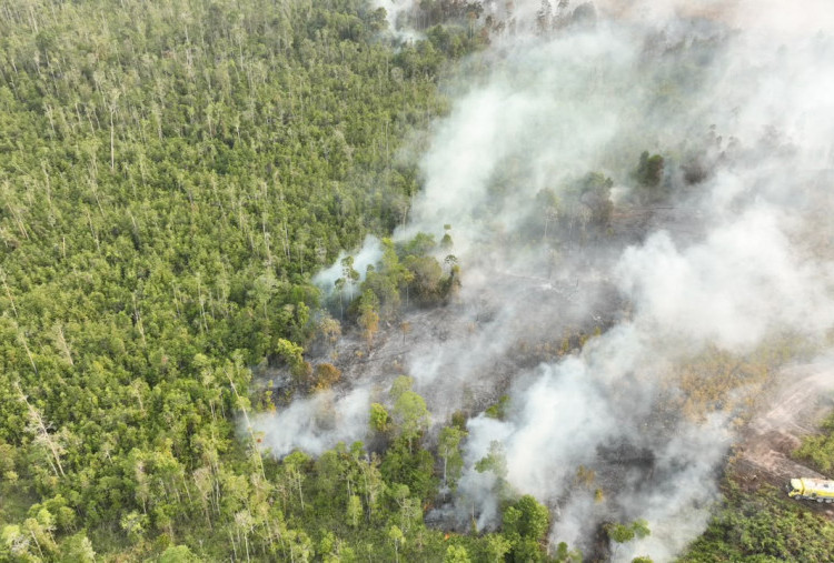 Kebakaran Hutan Meluas di Kalimantan di Sumatera, BNPB Terjunkan Satgas Udara di 6 Provinsi Prioritas
