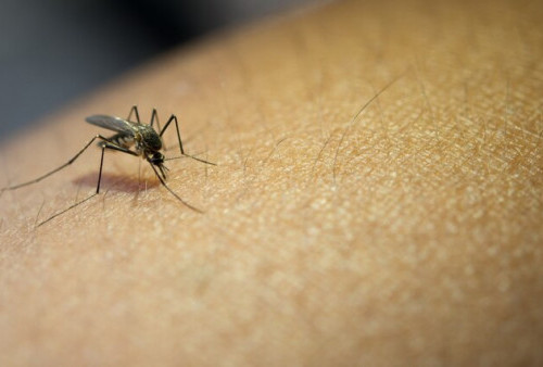 IKN Jadi Daerah Endemi Malaria, Angka Positivity Rate 12 Persen   
