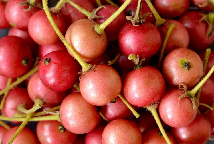 Buah Kersen Simpan 7 Khasiat untuk Tubuh yang Jarang Diketahui