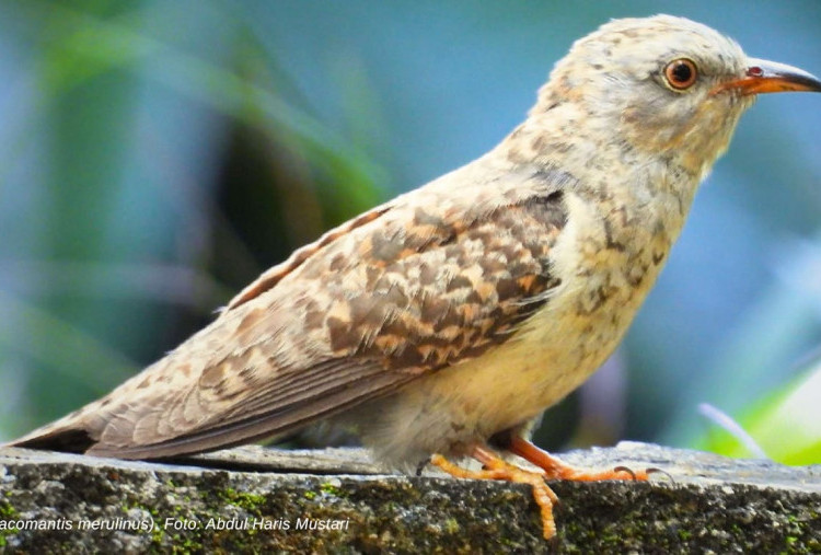 Mengenal Keunikan Burung Wiwik Kelabu, Sering Jadi Mitos Tanda Kematian