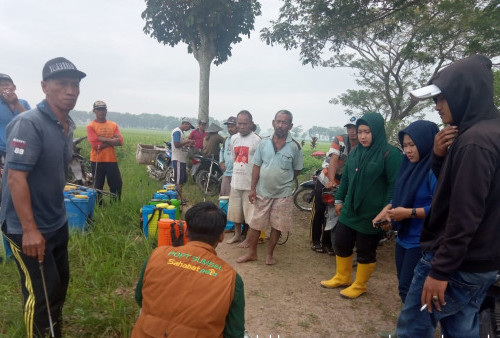 Cegah Hama Wereng Sejak Dini, Lakukan Penyemprotan Area Persawahan