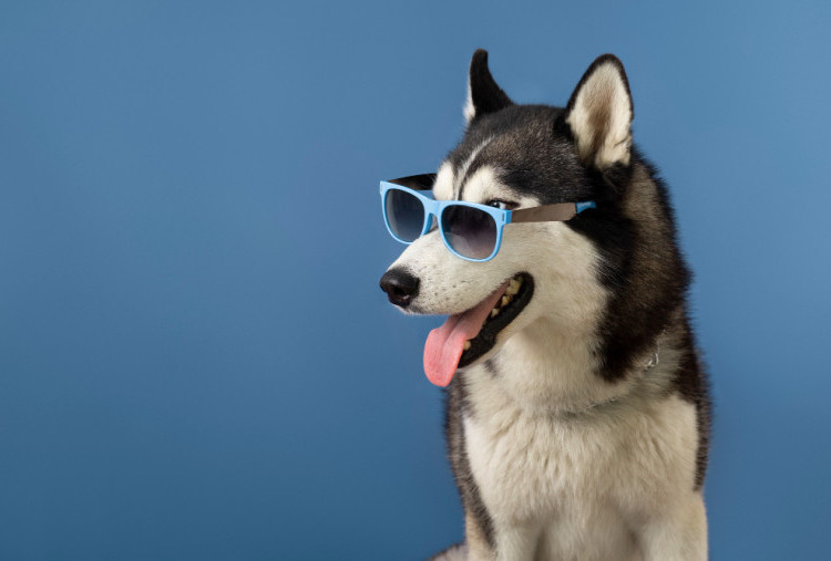 5 Cara Mencegah Radang Sendi bagi Anjing Berusia 5 Tahun ke Atas
