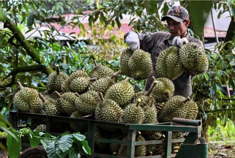 Petani Kopi Vietnam yang Mulai Tergiur Durian: Pingin Kaya, Pilih Raja Buah