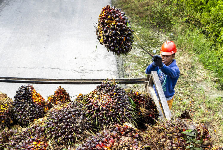 Potensi Besar Industri Sawit Terapkan Model Ekonomi Sirkular, Siap Ubah Limbah Jadi Produk Bernilai Tambah