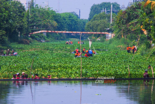 Petugas gabungan dari DLH, BNPB, Pol PP, DSDABM, membersihkan eceng gondok yang tumbuh subur di sepanjang sungai Kalisari Damen, Kecamatan Mulyorejo, Surabaya, Jawa Timur, Jumat, 27 Oktober 2023. Aksi bersih sungai dari eceng gondok tersebut dilakukan oleh tim gabungan Badan Penanggulangan Bencana Daerah (BPBD), Dinas Sumber Daya Air Bina Marga (DSDABM), Dinas Lingkungan Hidup (DLH), Satpol PP (PANCANAKA), dan Relawan hingga warga sekitar tersebut dalam rangka memperingati Bulan Pengurangan Risiko Bencana yang jatuh pada 13 Oktober. Pembersihan sungai dari eceng gondok ini utamanya bertujuan untuk mencegah terjadinya banjir pada musim hujan yang akan datang. (Alhamdy Denny Candra/Harian Disway)