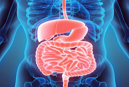 Mengenal EUS-RFA, Pengobatan Tumor Gastrointestinal pada Sistem Pencernaan 