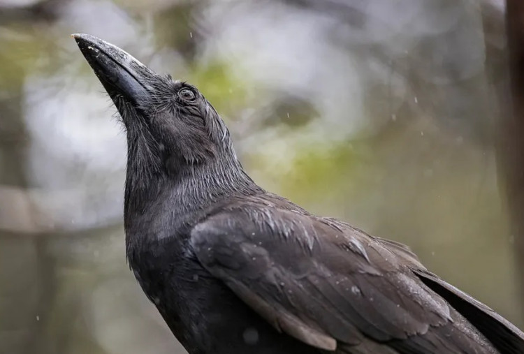 Makna Burung Gagak Hawaii, Dipercaya Leluhur Bimbing Orang Mati ke Alam Baka