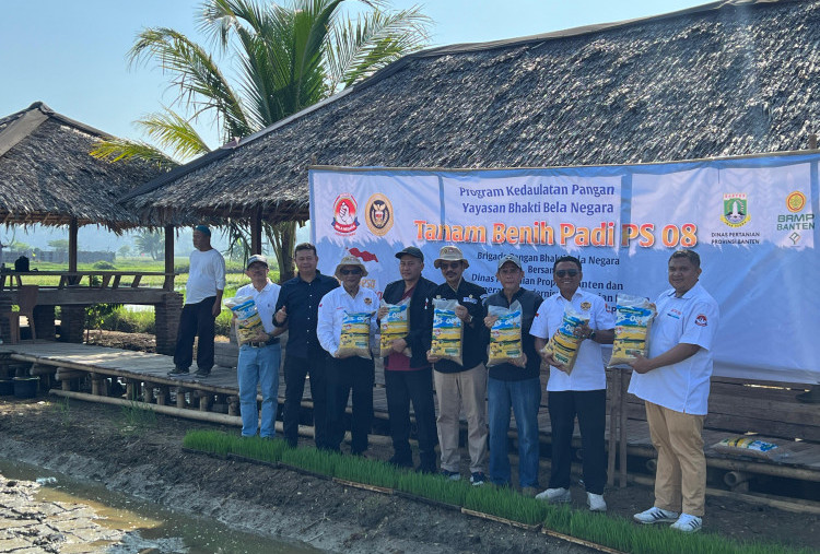 Lawan Impor! 1.500 Hektare Padi PS 08 Carita Guncang Ketahanan Pangan