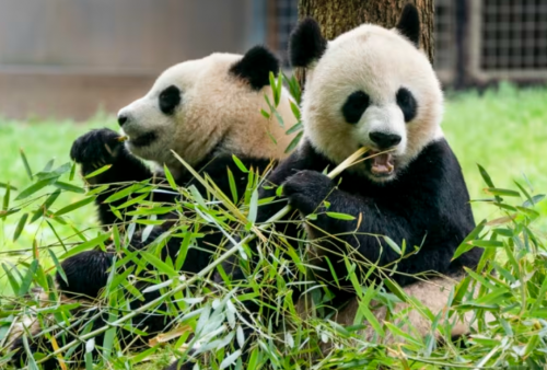 Kebun Binatang Amerika Serikat Datangkan Dua Panda dari Tiongkok