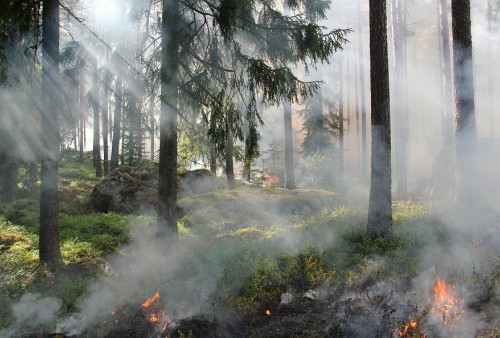Awas! Asap Kebakaran Hutan Bisa Bikin Kamu Terserang Penyakit Otak Ini, Jangan Keluar Rumah Deh