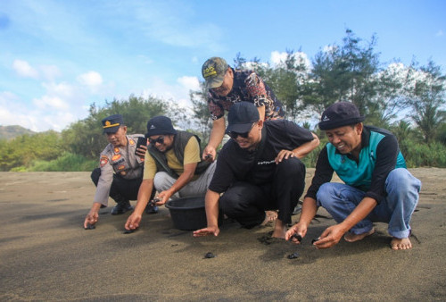 Anugerah Patriot Jawi Wetan II 2024: Trenggalek dan Pacitan Bersaing di Konservasi Penyu