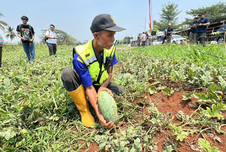Panen Semangka Inul, Rudy Susmanto Ingin Lahan Bomang Lebih Produktif dan Berdampak Ekonomi Bagi Masyarakat
