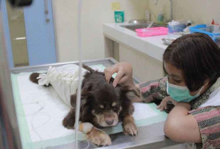 Rumah Sakit Hewan Unair Siagakan Layanan saat Libur Lebaran, Kasus Diare dan Muntaber Mendominasi 