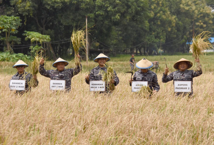 Brigif 2 Marinir Buktikan Dukung Ketahanan Pangan Dengan Panen Raya 