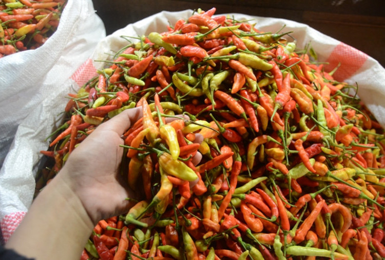 Makin Pedas! Harga Cabai Rawit Tembus Rp125 Per Kg, Lebih Mahal dari Daging Sapi