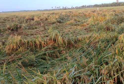Dampak El Nino, 171 Hektare Sawah di Banten Kekeringan