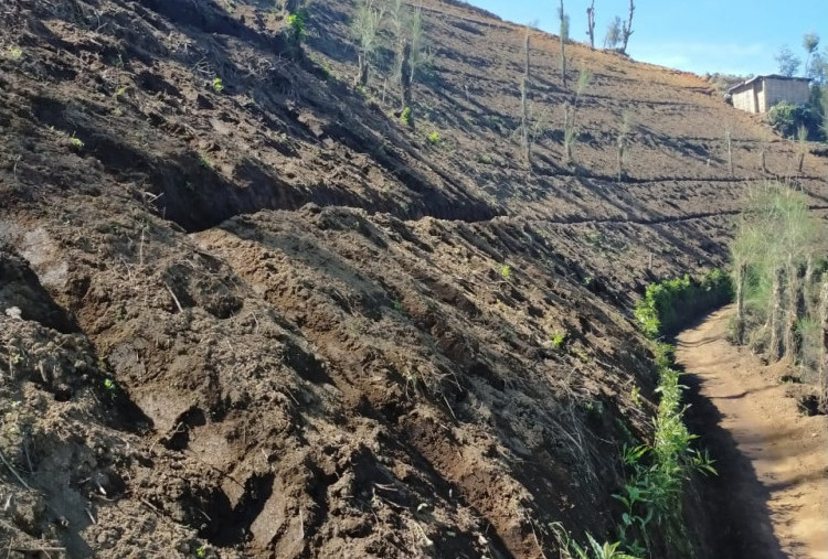 Makin Banyak Hutan di Lereng Bromo Jadi Perkebunan, Bupati Pasuruan Minta Bantuan Bibit Pohon ke PTPN 