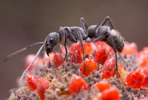 Makanan yang Dikerumuni Semut Berbahaya untuk Dikonsumsi? Simak Risikonya Sebelum Terlambat
