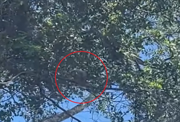 Viral Habitat Satwa Marsupilami di Merauke Diduga Kena Babat, Publik Soroti Deforestasi Papua