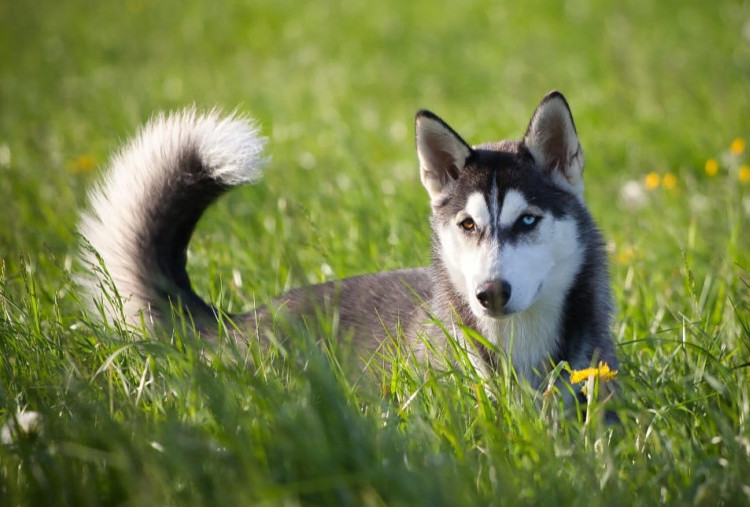 Makna Kibasan Ekor Anjing, Sarana Interaksi dan Komunikasi