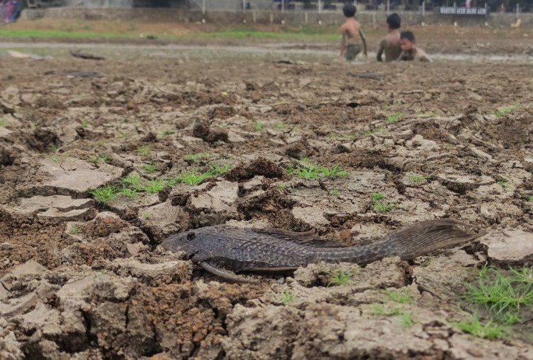 Danau di Cinere Depok Nyaris Kering Kerontang, Warga Berburu Ikan di Dasar Lumpur