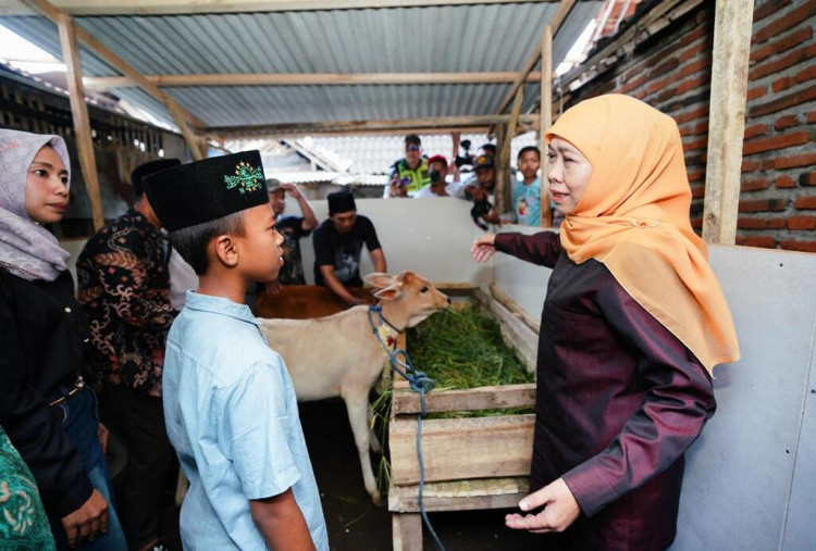 Nanda Terima Sepasang Anak Sapi dari Khofifah 