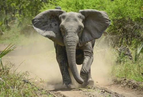Gajah Mengamuk di Air Sugihan, Injak Warga Hingga Tewas
