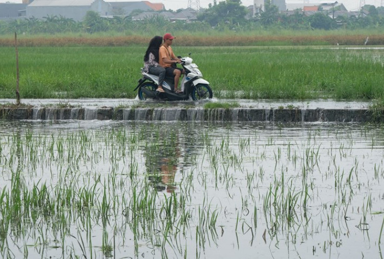 Genjot Lahan untuk Stop Impor Beras