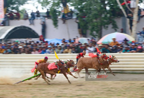 Persaingan dua peserta kerapan sapi di Grand final kerapan sapi piala Presiden 2023 yang berlangsung di Stadion Kerapan Sapi RP Moh Noer Bangkalan, Madura, Minggu 8 Agustus 2023. Kerapan Sapi Piala Presiden 2023 merupakan acara tahunan yang sudah masuk ke dalam agenda kalender wisata Nasional dan Internasional. Dalam kegiatan ini dihadiri oleh Sekretaris Daerah Provinsi Jawa Timur Adhy Karyono dan Pangdam V/Brawijaya Mayjend TNI Farid Ma'ruf. Tiap kabupaten mengirim 6 tim untuk didelegasikan, sehingga memunculkan 24 peserta, ke-enam tim tersebut diantaranya dari Sampang, Pamekasan, Sumenep, dan Tim Tuan Rumah Bangkalan.  (Moch Sahirol/Harian Disway)
