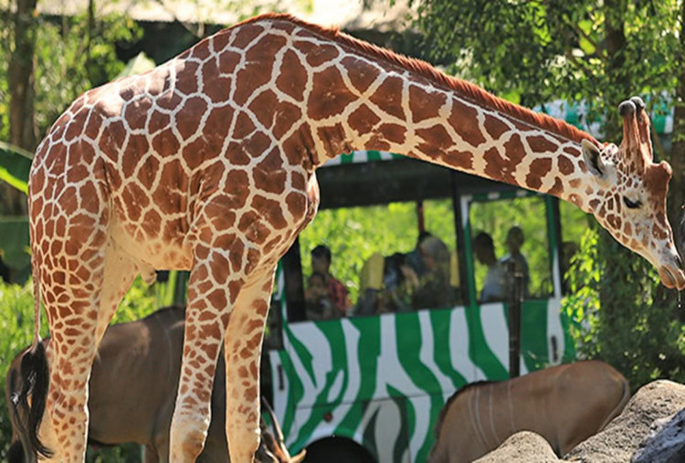 Viral Pengunjung Taman Safari Nekat Turun Beri Makan Jerapah, Netizen: Blacklist Orang Norak Gitu!